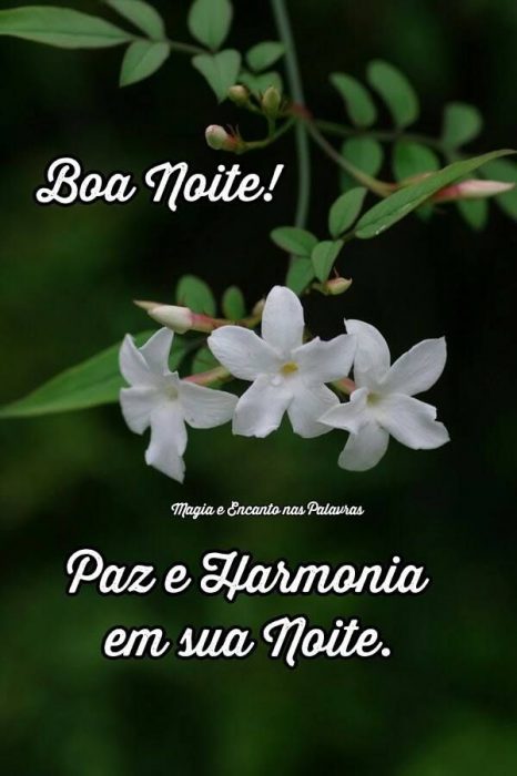 Boa Noite Com Frases Para Whatsapp