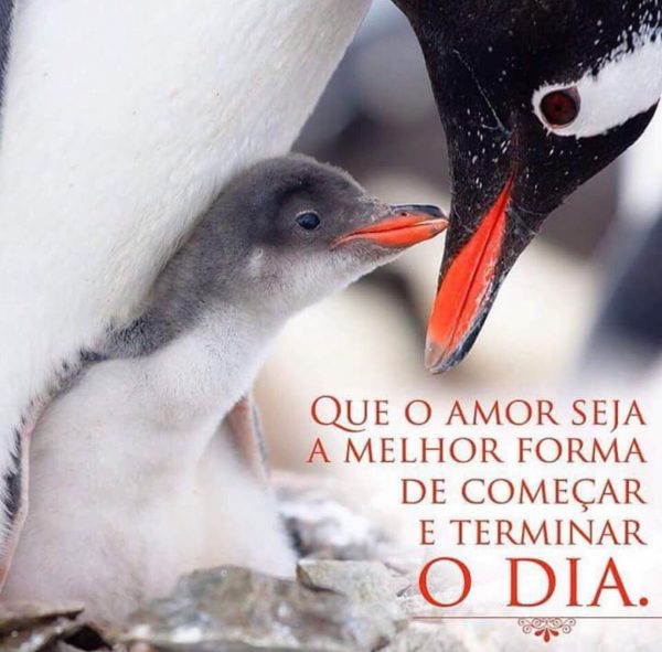 Bom Dia Pra Você Frases Para Whatsapp