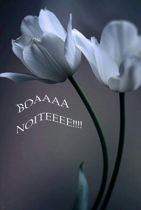 Frases Para A Noite Para Whatsapp
