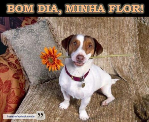 Mensagem De Bom Dia Alegre Para Facebook