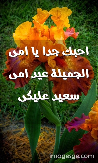 جدا يا امى الجميلة عيد امى سعيد عليكى