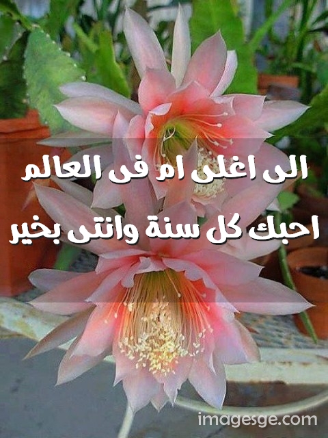 اغلى ام فى العالم احبك كل سنة وانتى بخير