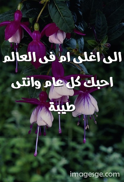 اغلى ام فى العالم احبك كل عام وانتى طيبة