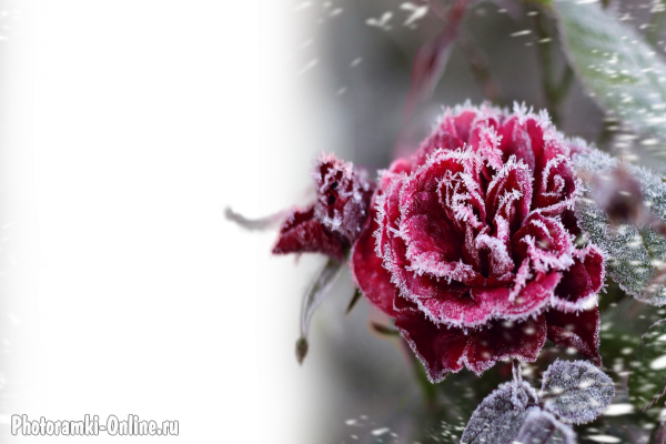 фоторамка онлайн Роза снег иней зима - фоторамка онлайн Роза снег иней зима