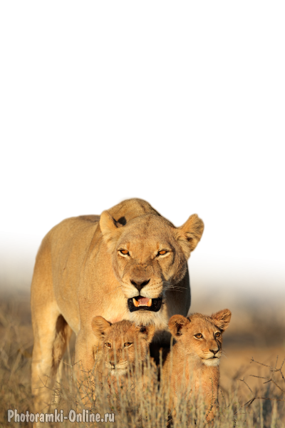 онлайн африканские охоты Львы - фоторамка онлайн африканские охоты Львы