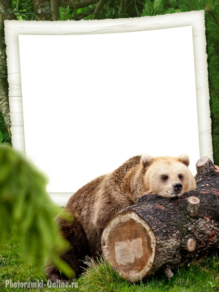 фоторамка онлайн бурый медведь - фоторамка онлайн бурый медведь