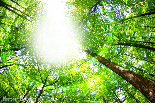 фоторамка онлайн в летнем лесу средь деревьев - фоторамка онлайн в летнем лесу средь деревьев