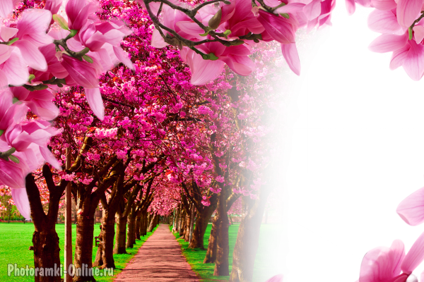 фоторамка онлайн в парке cvetami розовыми s на деревях - фоторамка онлайн в парке cvetami розовыми s на деревях