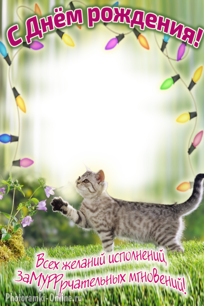 онлайн день рождения кошки юмор - фоторамка онлайн день рождения кошки юмор