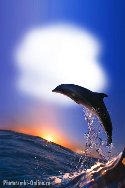 фоторамка онлайн еще Дельфин закят брызги - фоторамка онлайн еще Дельфин закят брызги
