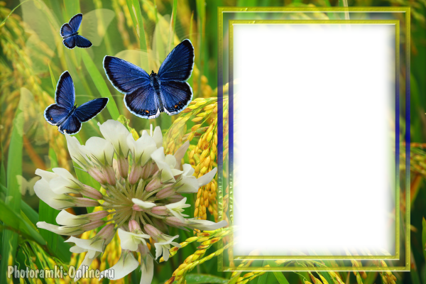 фоторамка онлайн луг бабочки цветы - фоторамка онлайн луг бабочки цветы