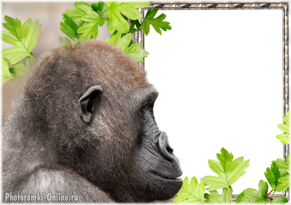 фоторамка онлайн обезьяна горилла - фоторамка онлайн обезьяна горилла