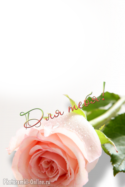 фоторамка онлайн роза для тебя - фоторамка онлайн роза для тебя