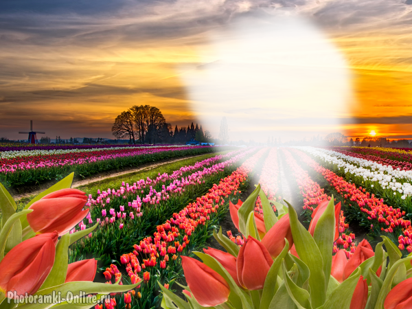 фоторамка онлайн солнца закат тюльпаны - фоторамка онлайн солнца закат тюльпаны