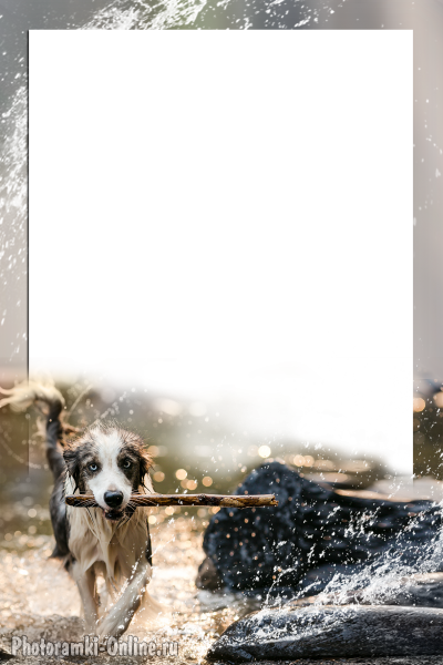 фоторамка онлайн фото с собакой для меня bryzgami воды - фоторамка онлайн фото с собакой для меня bryzgami воды