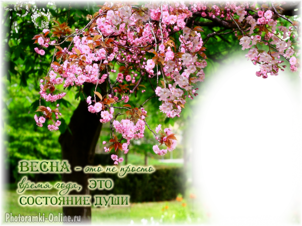 фоторамка онлайн cvetuschaya сакура весна - фоторамка онлайн cvetuschaya сакура весна