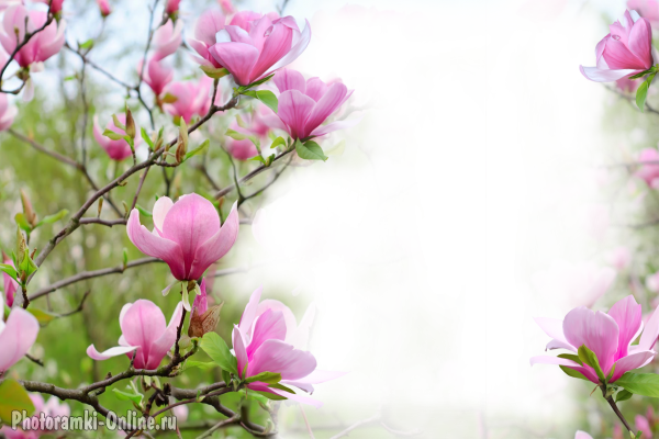 онлайн cvetuschee magnolii дерево  - фоторамка онлайн cvetuschee magnolii дерево