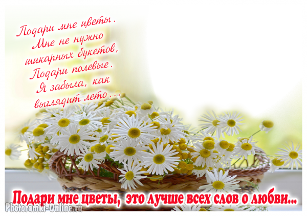 фоторамка онлайн romashkam цветы с Подари мне  - фоторамка онлайн romashkam цветы с Подари мне
