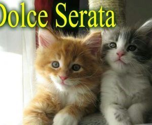 Immagine Della Sera Immagini
