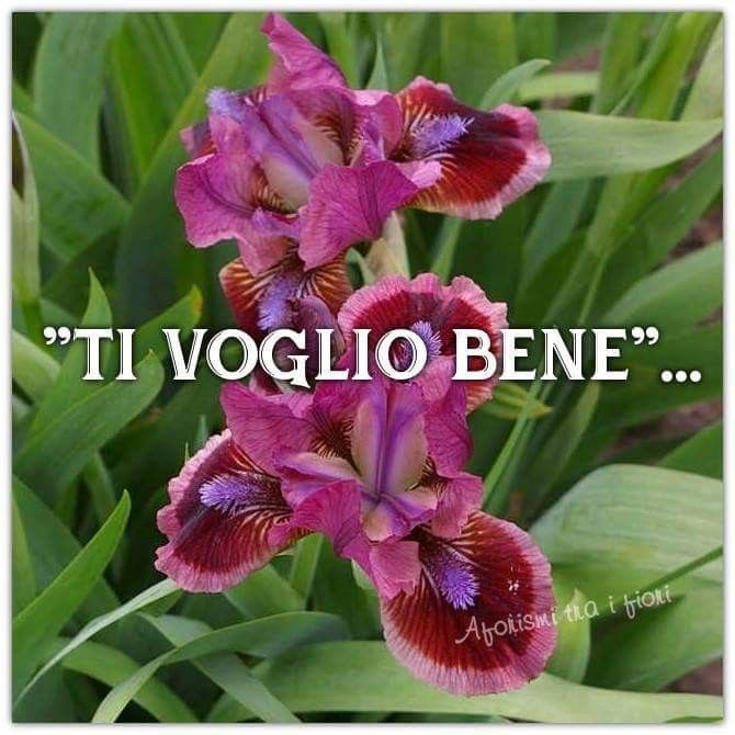 Ti Voglio Bene Amico Mio Frasi Immagini