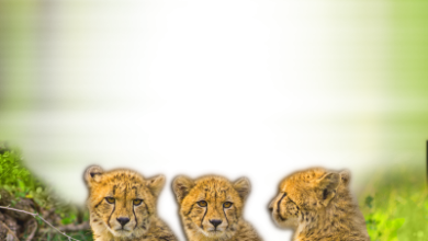 онлайн s tremya gepardami sredi lesa