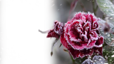 онлайн Роза снег иней зима 390x220 - фоторамка онлайн Роза снег иней зима