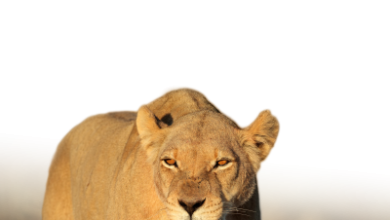 онлайн африканские охоты Львы
