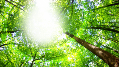 онлайн в летнем лесу средь деревьев