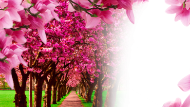 онлайн в парке cvetami розовыми s на деревях