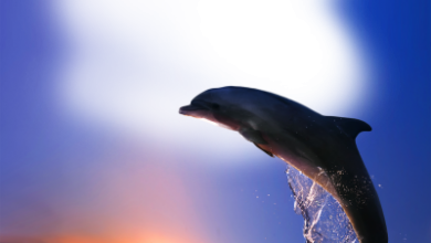 онлайн еще Дельфин закят брызги