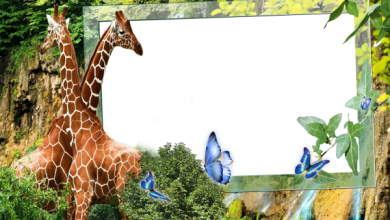 онлайн жирафьей водопад