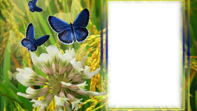 онлайн луг бабочки цветы 390x220 - фоторамка онлайн луг бабочки цветы