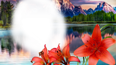 онлайн природа горы цветы озеро