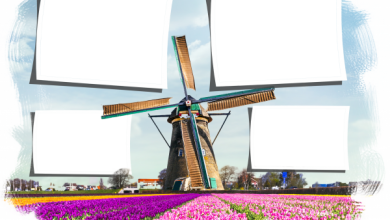 онлайн фото Голландия тюльпаны мельница