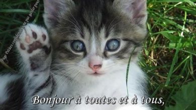 Bonjour En Toutes Les Langues Bonjour Image