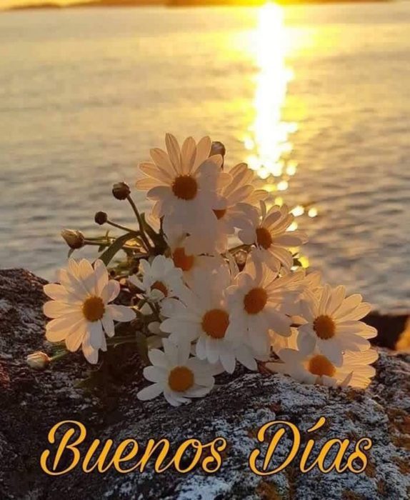 Buenos Dias Mi Bello Amor Imagen